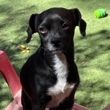 Ricky -  Chihuahua Dog for Adoption in Sonoma, California - Ricky | PetCurious
