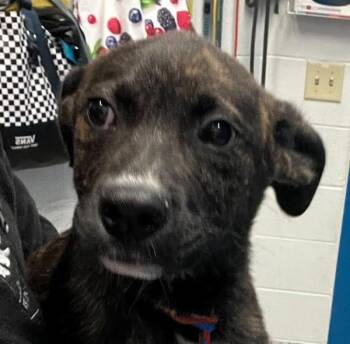 Tom -  Labrador Retriever Dog for Adoption in Golden, Colorado - Tom | PetCurious