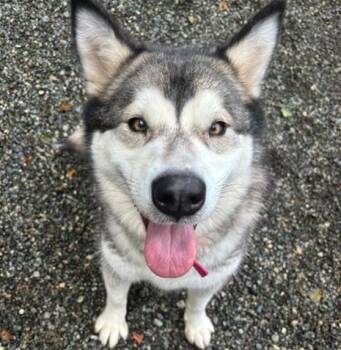 Alaskan Malamute and Mixed Breed Dogs Available for Adoption in Anchorage, Alaska - FAYE | PetCurious