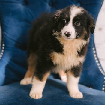 Hayride -  Australian Shepherd Dog for Adoption in Zionsville, Indiana - Hayride | PetCurious