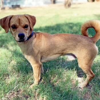 Rescue Beagle and Chihuahua Dogs for Adoption in Brookeville, Maryland - Peanut | PetCurious