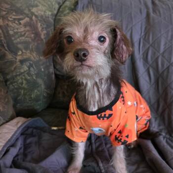 Rescue Wirehaired Terrier Dogs for Adoption in Goltry, Oklahoma - Merah | PetCurious