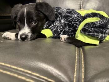 Rescue Border Collie and Mixed Breed Dogs for Adoption in Norfolk, Virginia - Buck | PetCurious