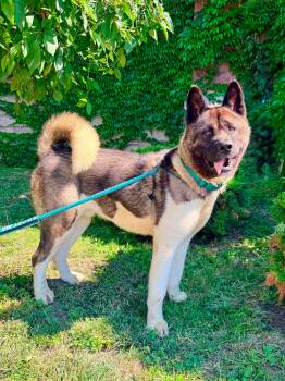 Reggie -  Akita Dog for Adoption in Buffalo, New York - Reggie | PetCurious