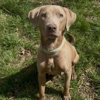 Mixed Breed Dogs Available for Adoption - Mallory | PetCurious