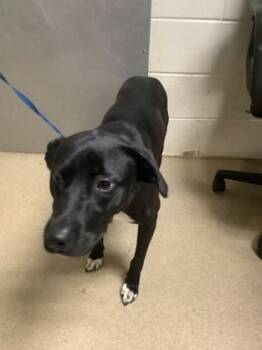 Rescue Retriever and Mixed Breed Dogs for Adoption in Fort Worth, Texas - Princess | PetCurious