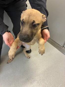 Mixed Breed Dogs Available for Adoption in Rochester, New York - Cece (Yellow) | PetCurious