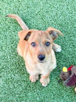 Dachshund and Rat Terrier Dogs Available for Adoption in Cape Coral, Florida - Secretariat | PetCurious