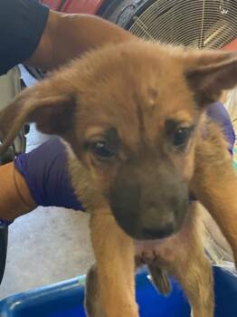 STAR -  German Shepherd Dog and Mixed Breed Dog for Adoption in Dallas, Texas - STAR | PetCurious