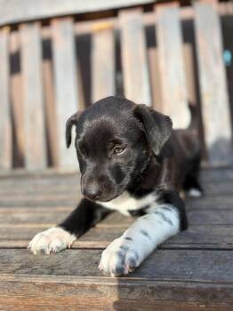 Dottie -  Cattle Dog and American Bully Dog for Adoption in Lodi, California - Dottie | PetCurious