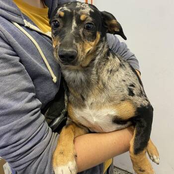 Sheila -  Dachshund and Catahoula Leopard Dog Dog for Adoption in Hattiesburg, Mississippi - Sheila | PetCurious