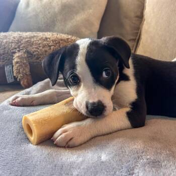Colby -  Mountain Cur and Labrador Retriever Dog for Adoption in La Grange, Kentucky - Colby | PetCurious