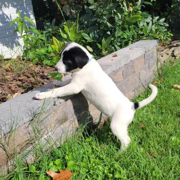 Europe Pup: Vienna -  Mixed Breed Dog for Adoption in Falls Church, Virginia - Europe Pup: Vienna | PetCurious