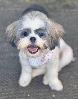 MADELINE -  Shih Tzu Dog for Adoption in Grand Prairie, Texas - MADELINE | PetCurious