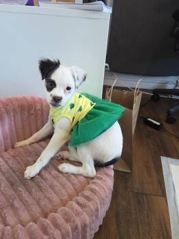 Chihuahua and Terrier Dogs Available for Adoption in West Hollywood, California - Sage | PetCurious