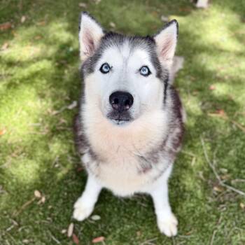 Nala -  Siberian Husky Dog for Adoption in Milton, Florida - Nala | PetCurious