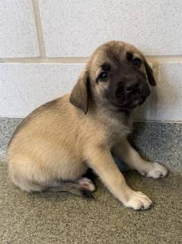 DRAGON -  Mixed Breed Dog for Adoption in Dallas, Texas - DRAGON | PetCurious