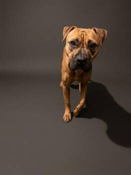 LORELAI -  Mixed Breed Dog for Adoption in Jacksonville, Florida - LORELAI | PetCurious
