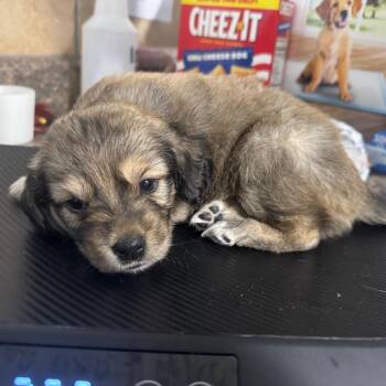Sleepy -  Basset Hound and Mixed Breed Dog for Adoption in Eureka Springs, Arkansas - Sleepy | PetCurious