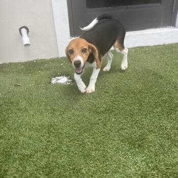 COF6 3924 -  Beagle Dog for Adoption in Loxahatchee Groves, Florida - COF6 3924 | PetCurious