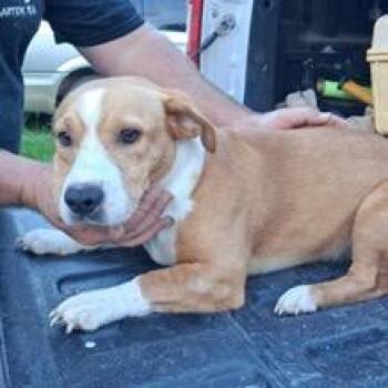 Lolong -  Rat Terrier and Dachshund Dog for Adoption in Tampa, Florida - Lolong | PetCurious