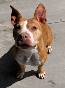 Este -  Pit Bull Terrier Dog for Adoption - Este | PetCurious