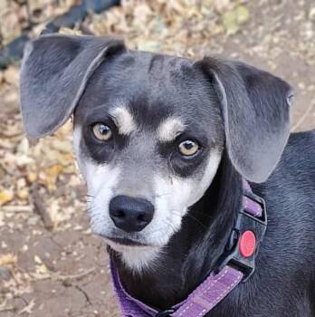 Rescue Dachshund and Beagle Dogs for Adoption in Boerne, Texas - Abbott | PetCurious
