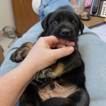 Mastiff Dogs Available for Adoption - Jessie @ Prison Program | PetCurious