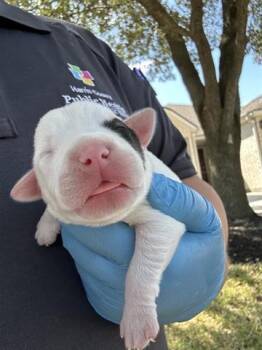 Rescue Labrador Retriever and Mixed Breed Dogs for Adoption in Houston, Texas - A644615 | PetCurious