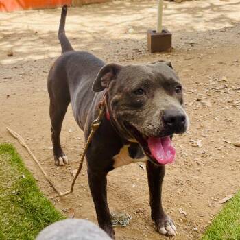 Onion -  Pit Bull Terrier Dog for Adoption in Salt Lake City, Utah - Onion | PetCurious