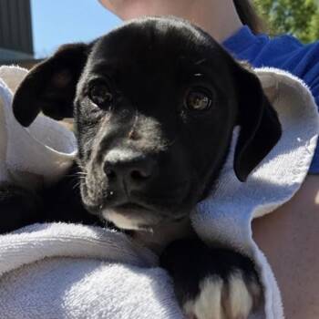 Mockingbird -  Labrador Retriever and Mixed Breed Dog Available for Adoption in Voorhees Township, New Jersey - Mockingbird | PetCurious