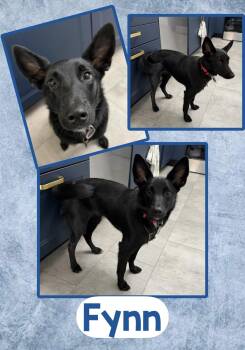 Fynn -  Schipperke and Cattle Dog Dog for Adoption in Fort Wayne, Indiana - Fynn | PetCurious