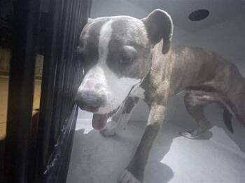 Pit Bull Terrier Dogs Available for Adoption in Houston, Texas - A655725 | PetCurious