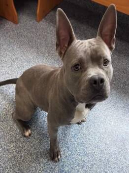 AURORA -  Pit Bull Terrier Dog for Adoption in Grovetown, Georgia - AURORA | PetCurious