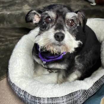 Bobby -  Schnauzer and Chihuahua Dog for Adoption in South Elgin, Illinois - Bobby | PetCurious