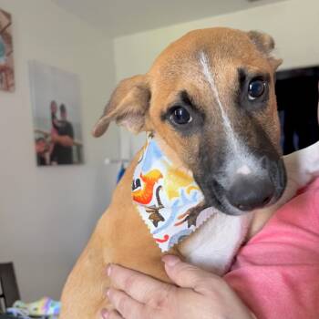 Shepherd and Retriever Dogs Available for Adoption in Corpus Christi, Texas - Jo-Jo | PetCurious