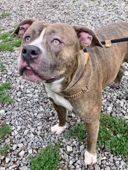 Mixed Breed Dogs Available for Adoption in Mckeesport, Pennsylvania - Finn | PetCurious