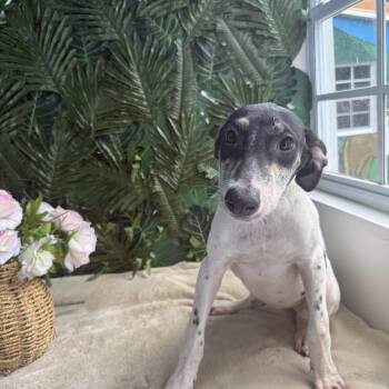 Rescue Mixed Breed Dogs for Adoption in Richmond, Virginia - Marigold | PetCurious