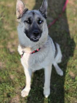 Winnie -  Husky and German Shepherd Dog Dog for Adoption in Shelby, Michigan - Winnie | PetCurious