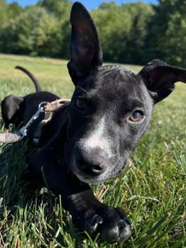 Mud -  Pit Bull Terrier Dog for Adoption in Painesville, Ohio - Mud | PetCurious