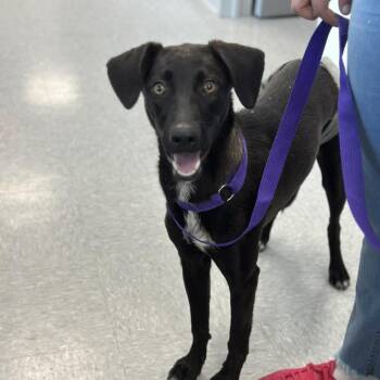 Rescue Black Labrador Retriever Dogs for Adoption in Huntsville, Texas - Hope | PetCurious