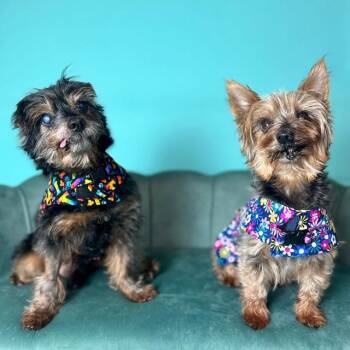 Sparky and Peanut -  Yorkshire Terrier Dog for Adoption in Foster, Rhode Island - Sparky And Peanut | PetCurious