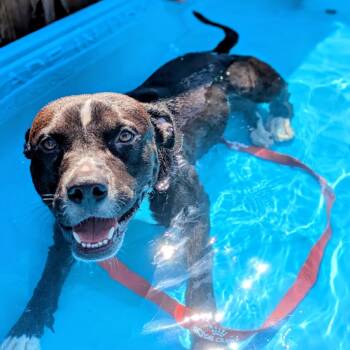 Rescue Mixed Breed Dogs for Adoption in Savannah, Georgia - Aperol Spritz | PetCurious