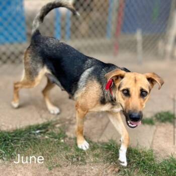 Rescue German Shepherd Dog Dogs for Adoption in Shreveport, Louisiana - June | PetCurious