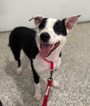 Border Collie Dogs Available for Adoption in Kansas City, Missouri - Beatrix | PetCurious