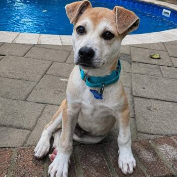 Joey -  Labrador Retriever and Mixed Breed Dog for Adoption in Phoenix, Maryland - Joey | PetCurious