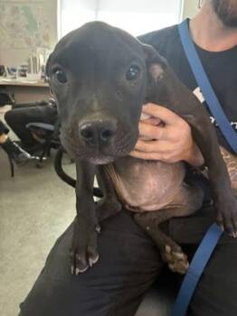 Salsa -  Pit Bull Terrier and Mixed Breed Dog for Adoption in Fresno, California - Salsa | PetCurious