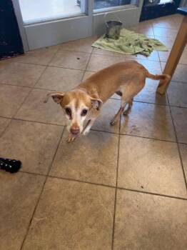 Chihuahua Dogs Available for Adoption in Marion, Ohio - Jones | PetCurious
