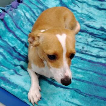 TUCKER -  Terrier and Mixed Breed Dog for Adoption in Pleasanton, California - TUCKER | PetCurious