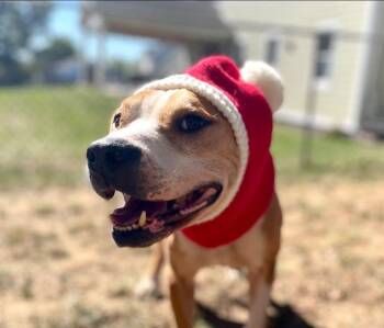 Rescue Pit Bull Terrier Dogs for Adoption in Mechanicsburg, Pennsylvania - Jeremiah | PetCurious